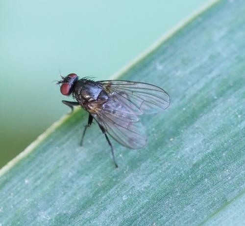 Hebecnema sp.